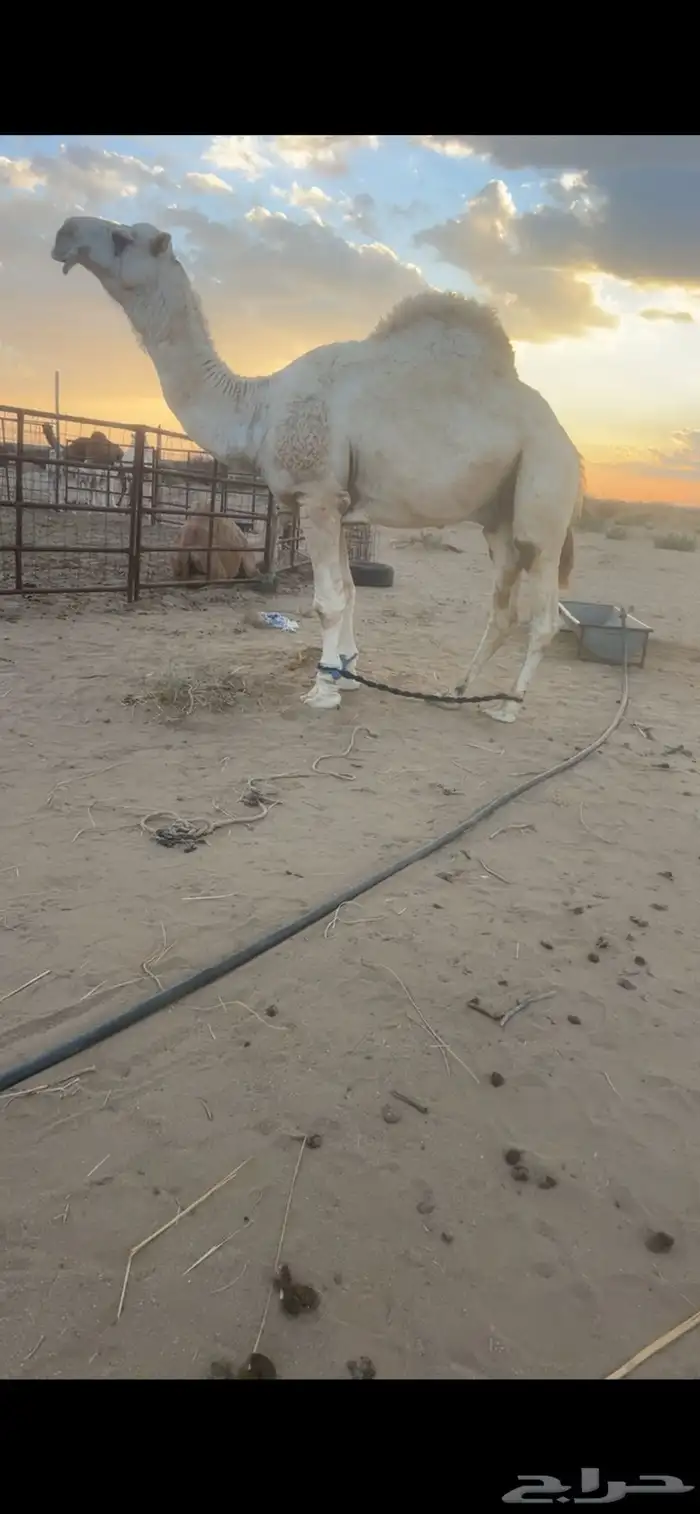 فحل تمامي كفو 1