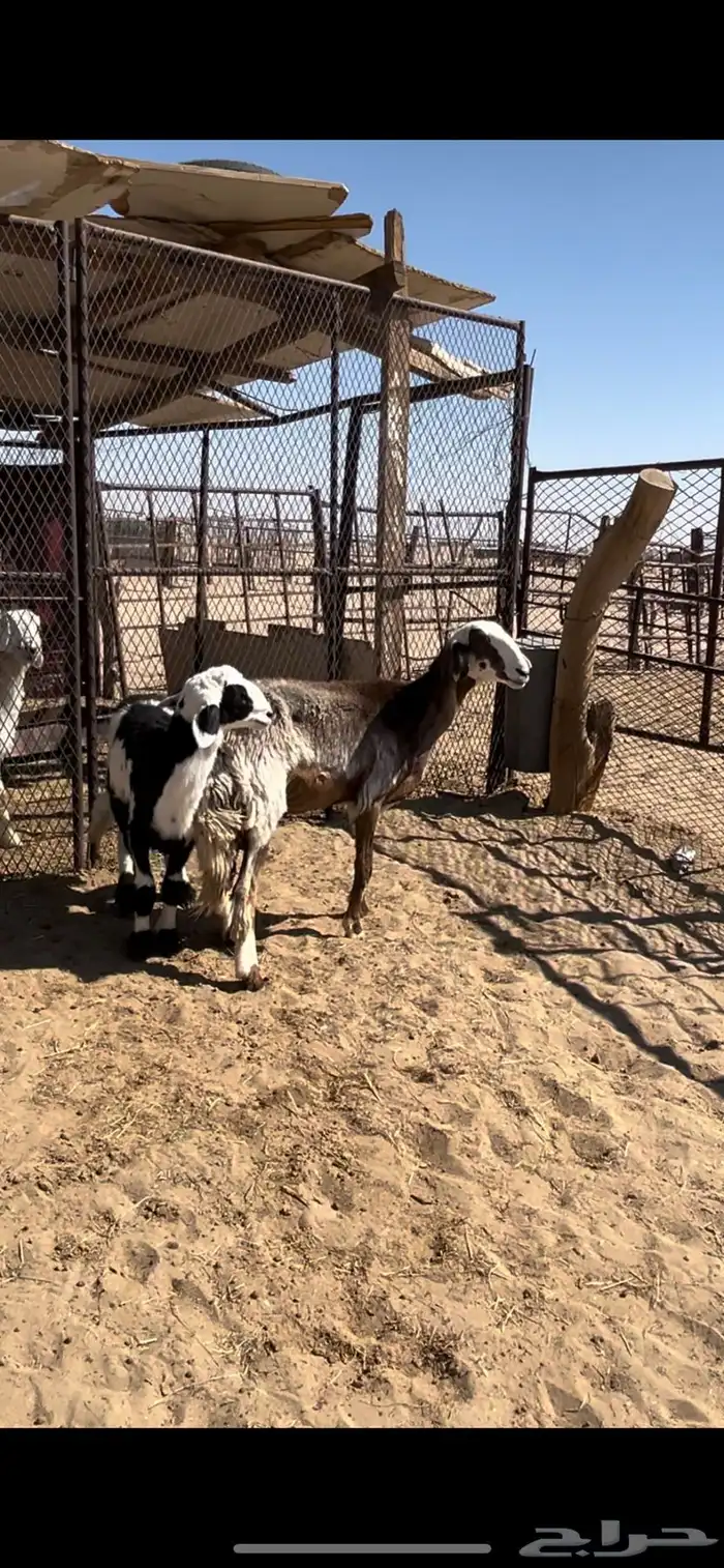 جذعه علاها خروف كفووو 1