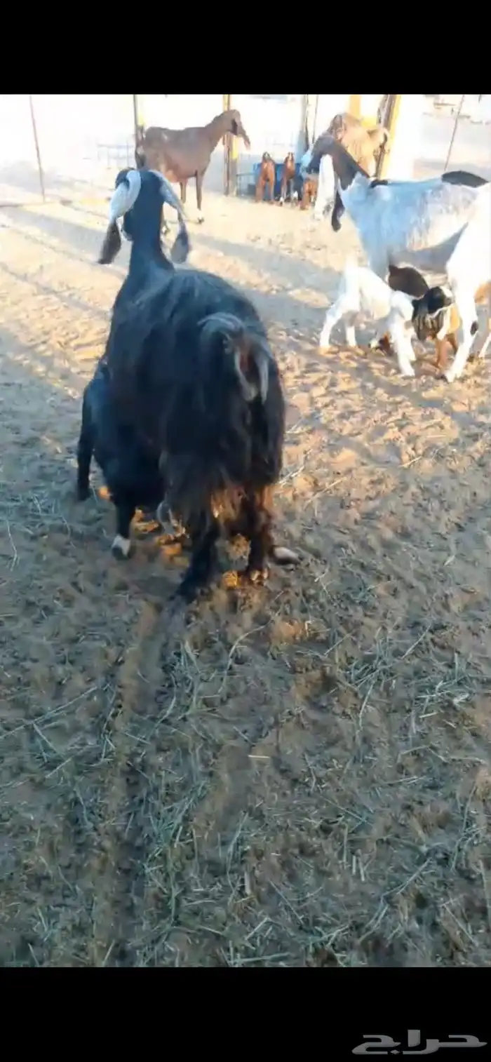 معزا متابيع 8 معها 16 1