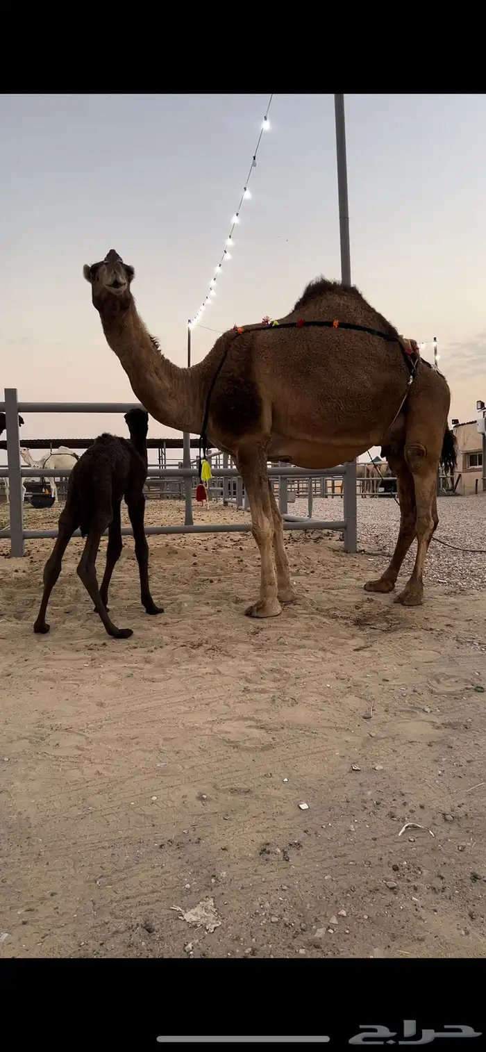 خلفات او لقحات 0