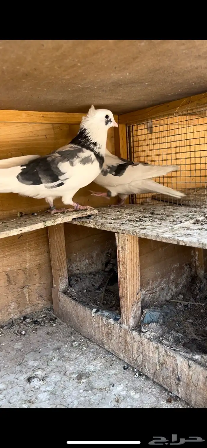 حمام قطيفي للبيع 7