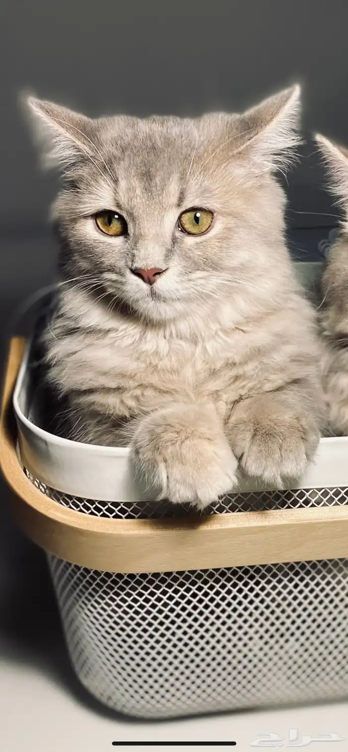 قطط للتبني معقمه 1