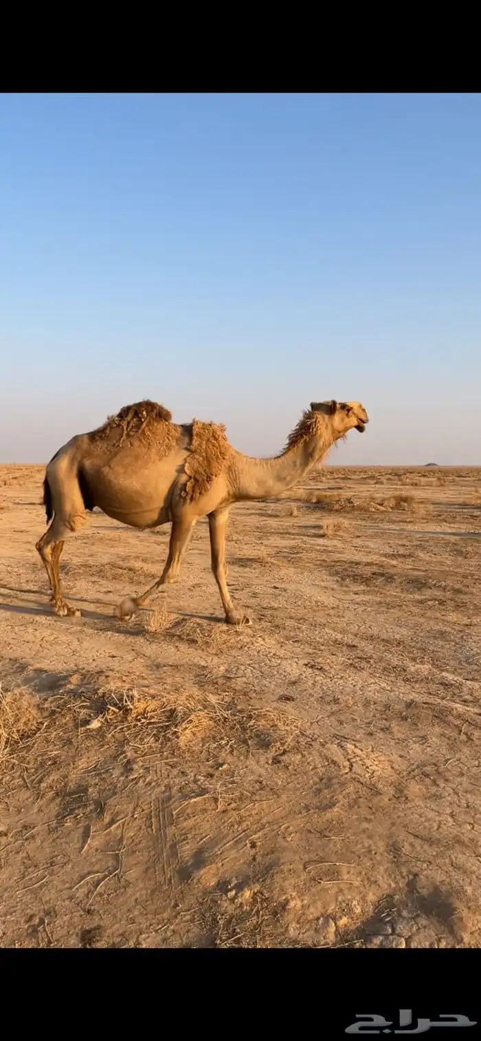 للبيع الناقه الشعلا الكفو ملاقي هدا ورضا 5