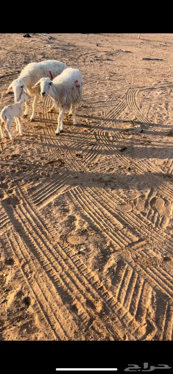 رخال جذعات وثنوات وقليل رباع بفحلها فيها 2 متابيع 11