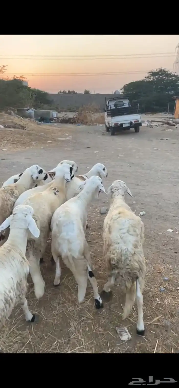 8 سواكني تربيه 4 شهور 0