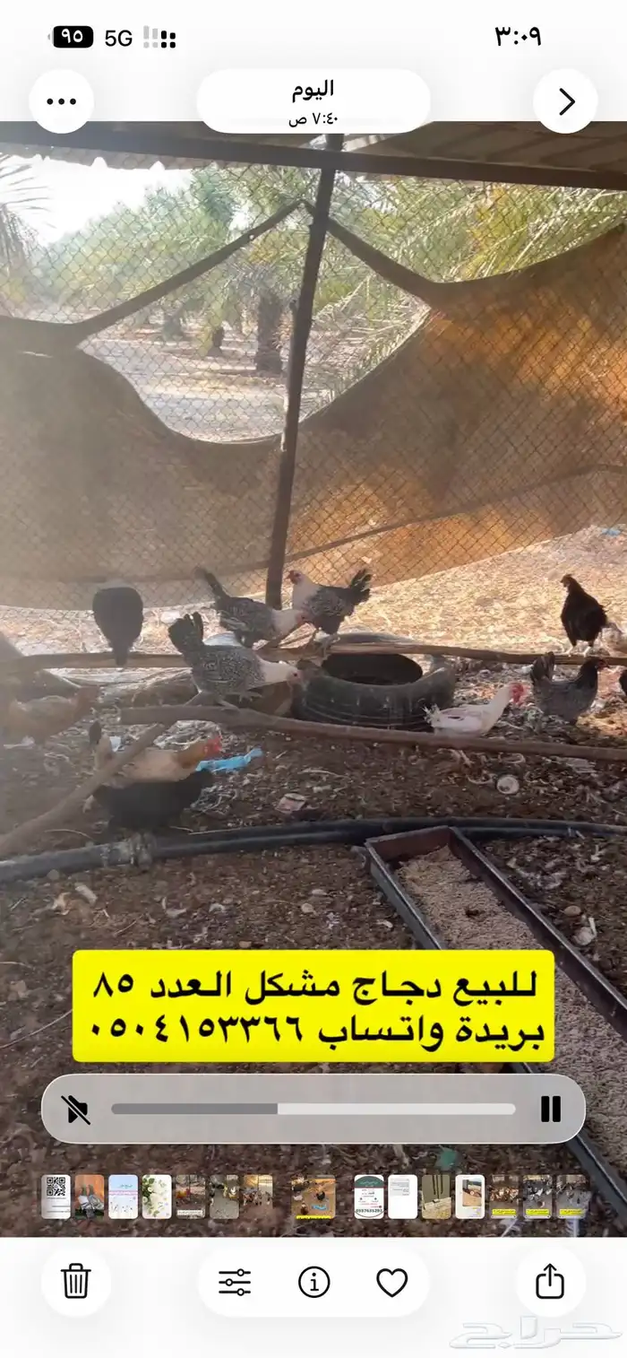 للبيع دجاج مشكل 5