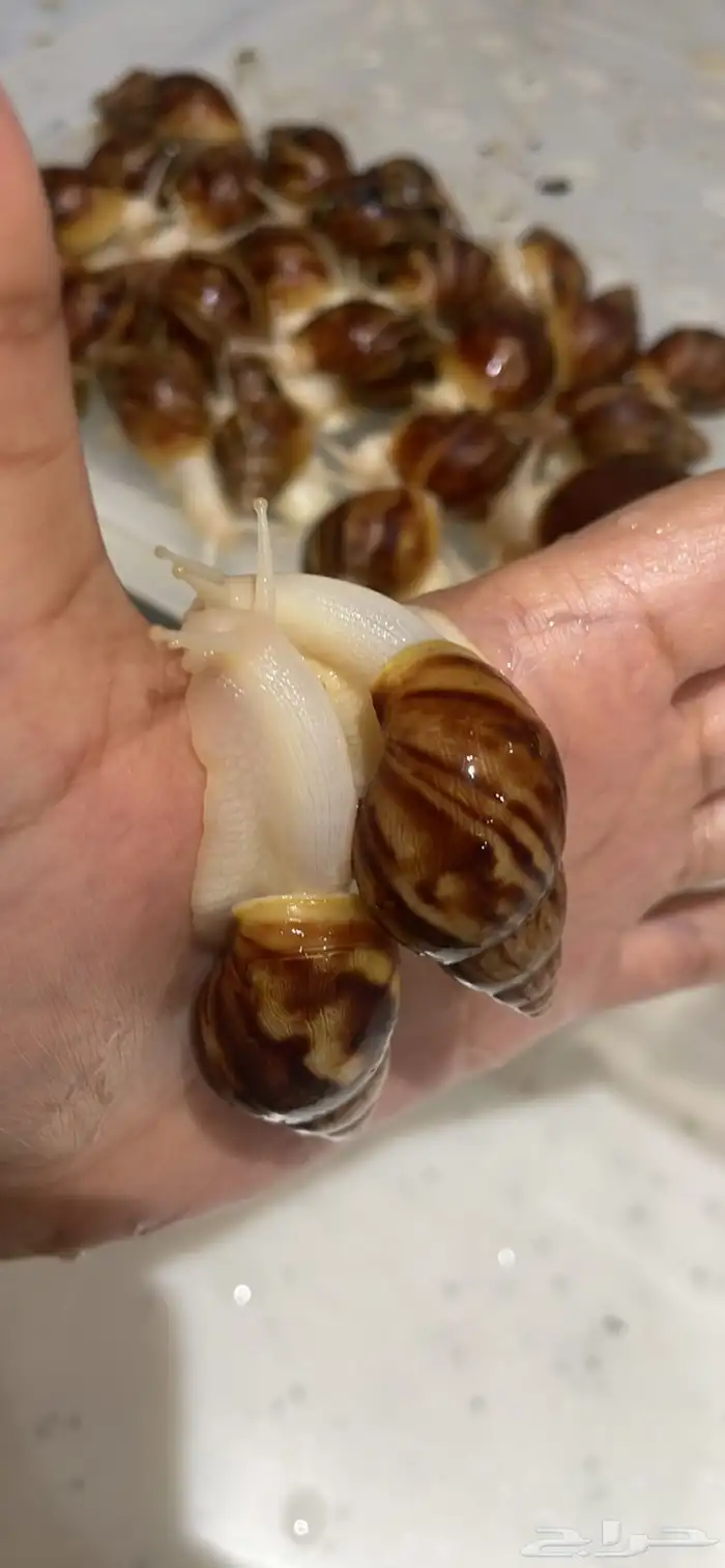 حلزون إفريقي 0