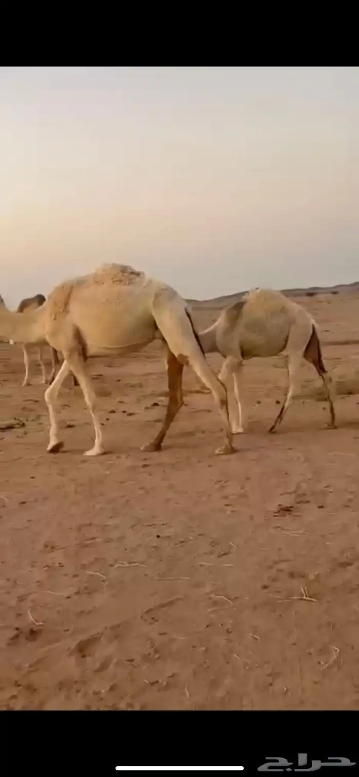 للبيع قعود فل شحم حوار له 6 شهور طيب ونضيف الموقع الهميج 0