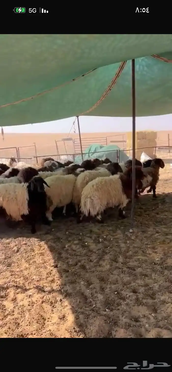 سوق الجربوع الاغنام غرب الرياض 4