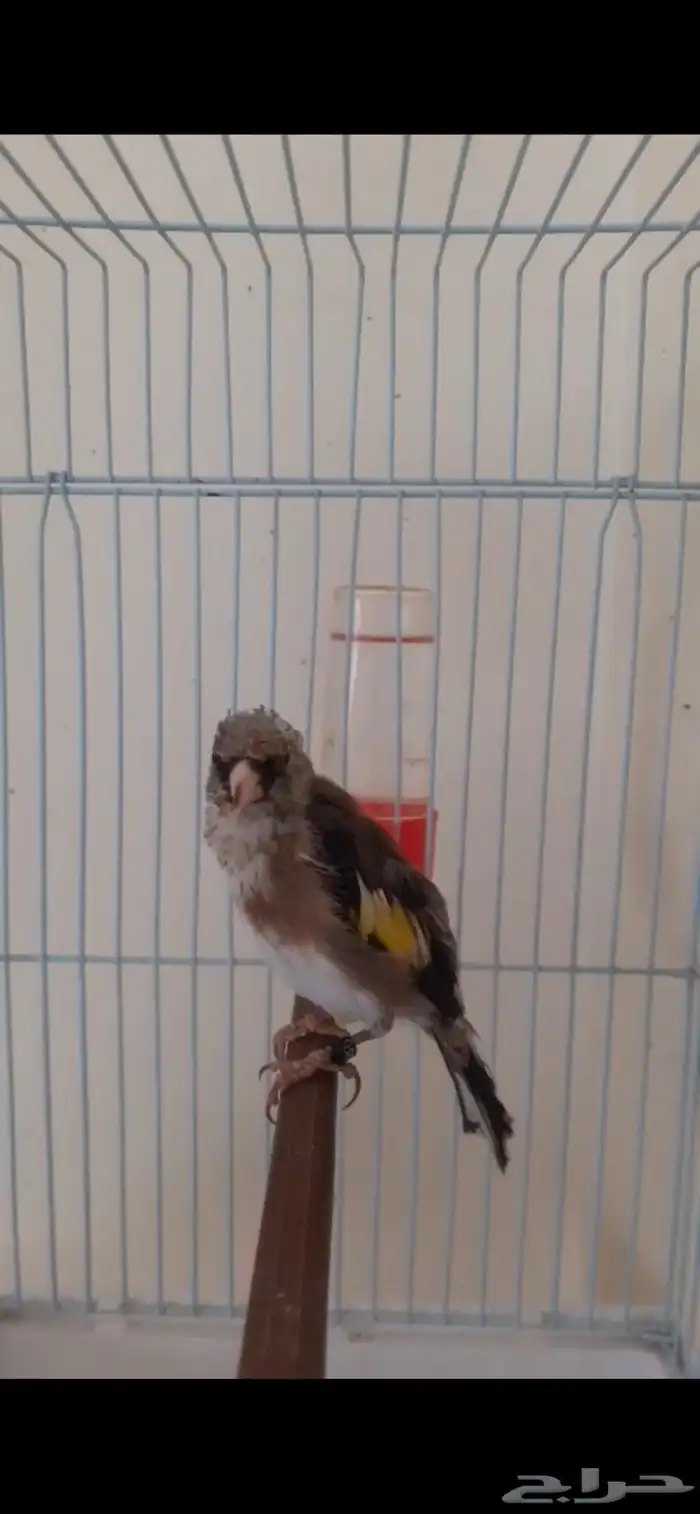 فرح حسون تغريد شف الفيديو ما شاء الله الحد 300 ريال 0