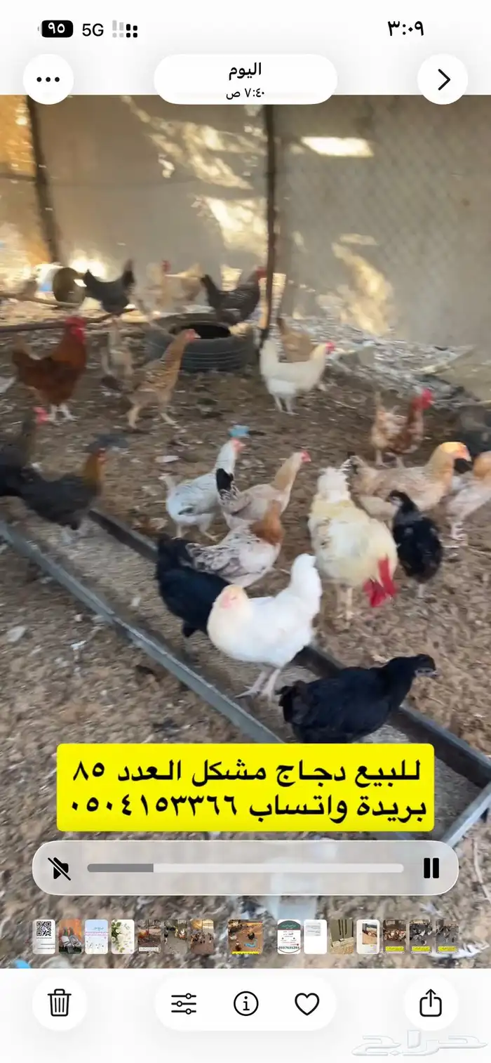 للبيع دجاج مشكل 6