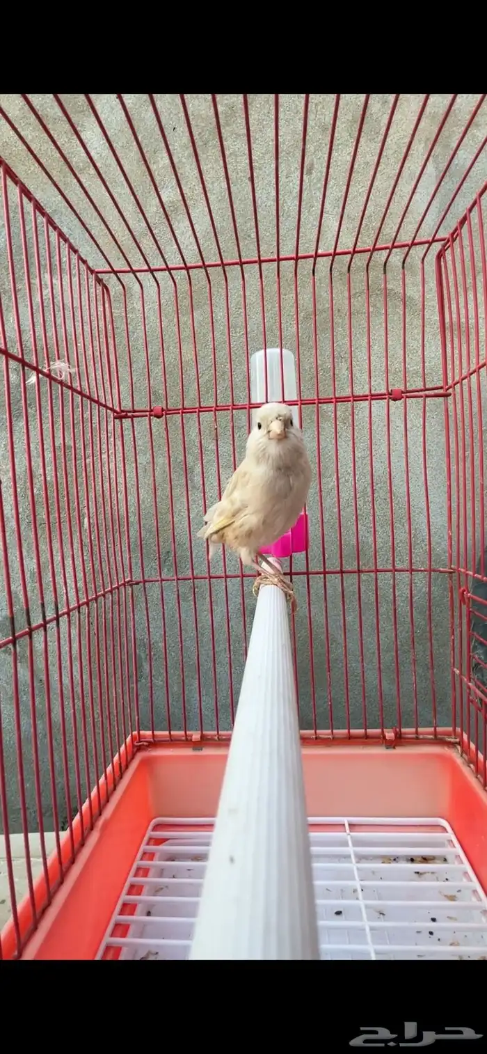 ماشاءالله ذكر كناري كريمي تغريد 3