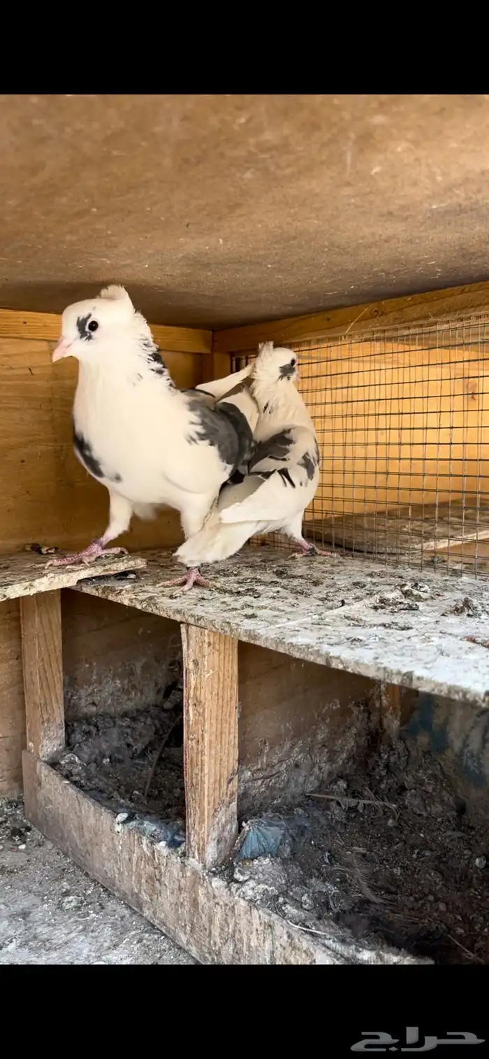 حمام قطيفي للبيع 8