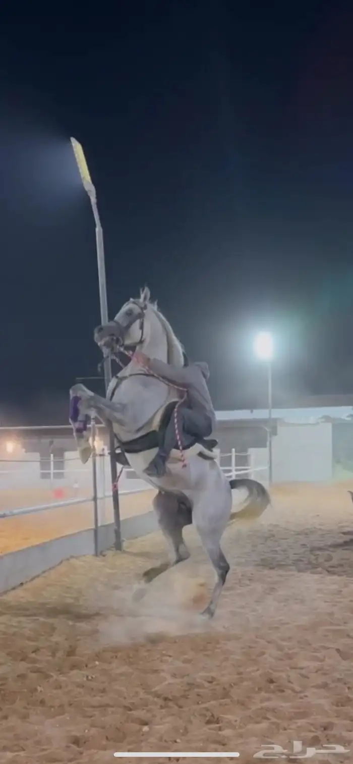 حصان شعبي حار على يدك 0