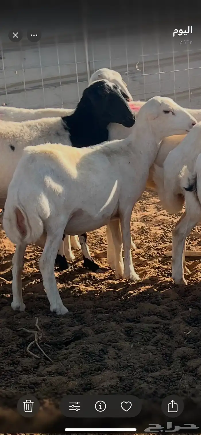 رفيد دفيع اشباب 1