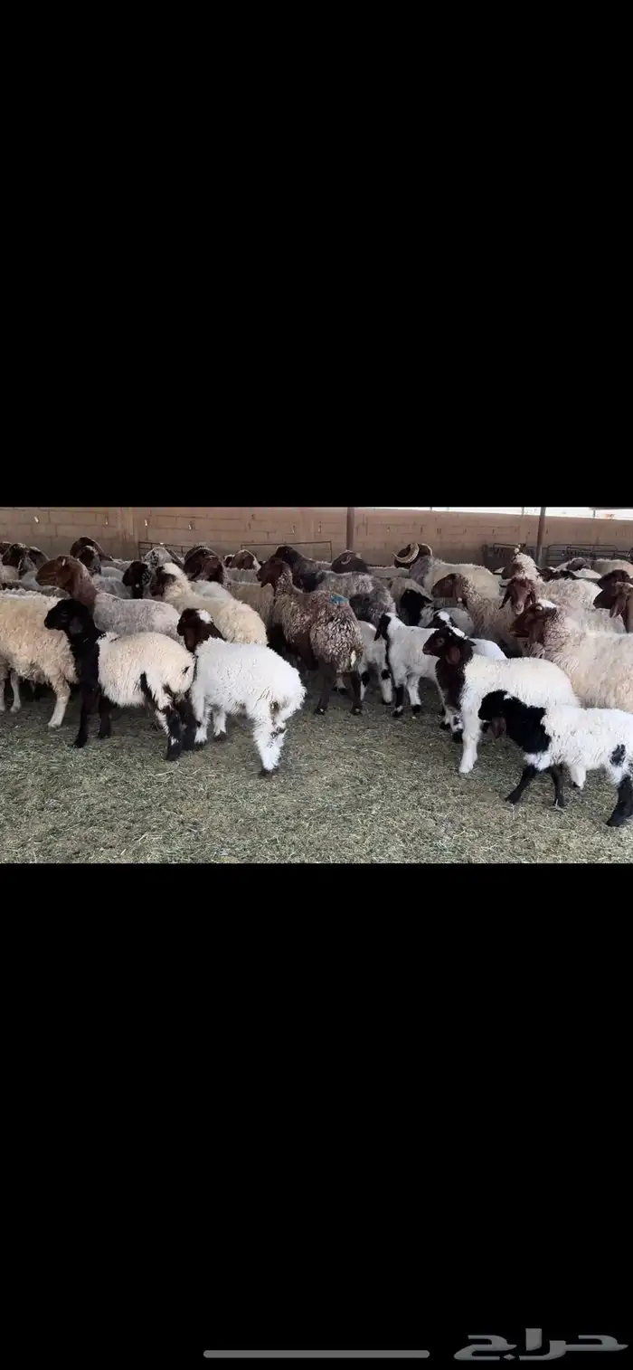 غنم نعيم مطافيل 2