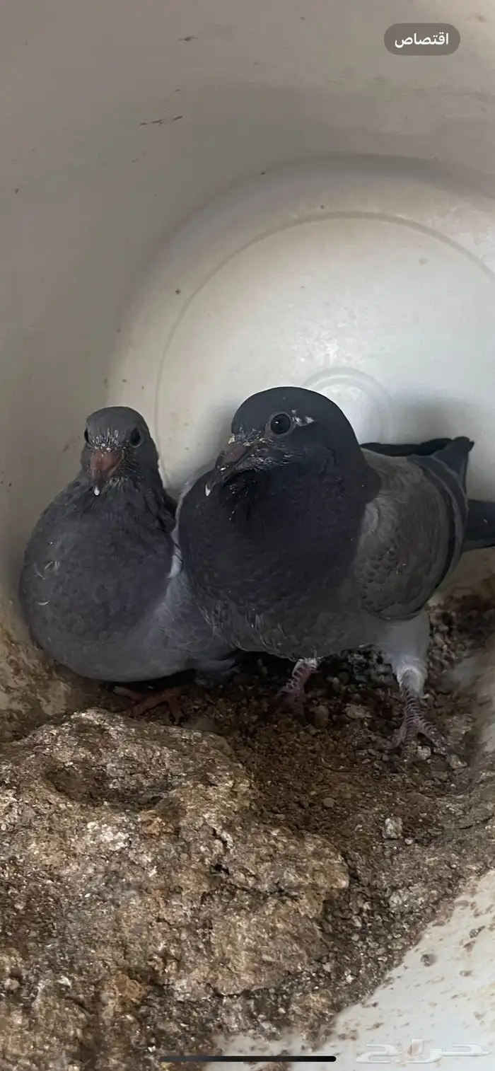 فروخ حمام 0