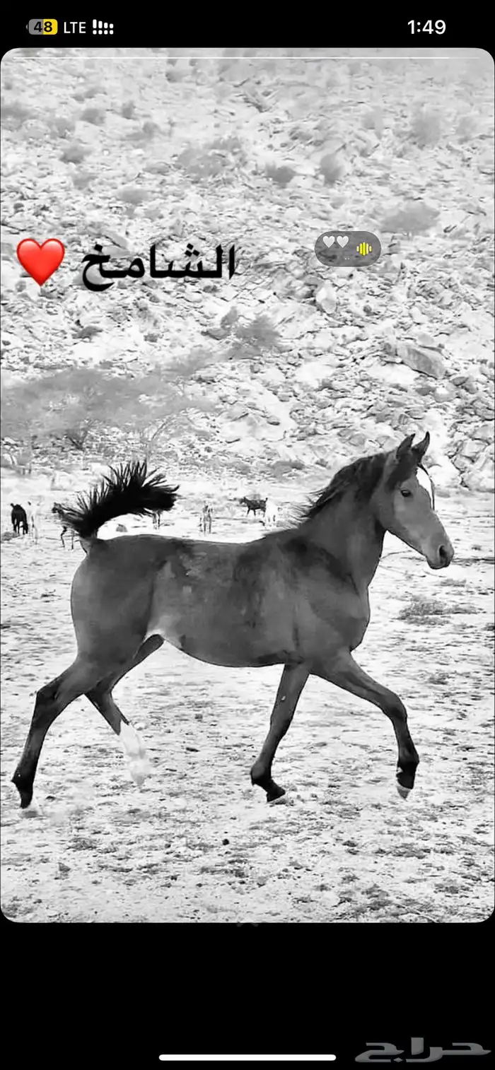 مهر للبيع شعبي 0