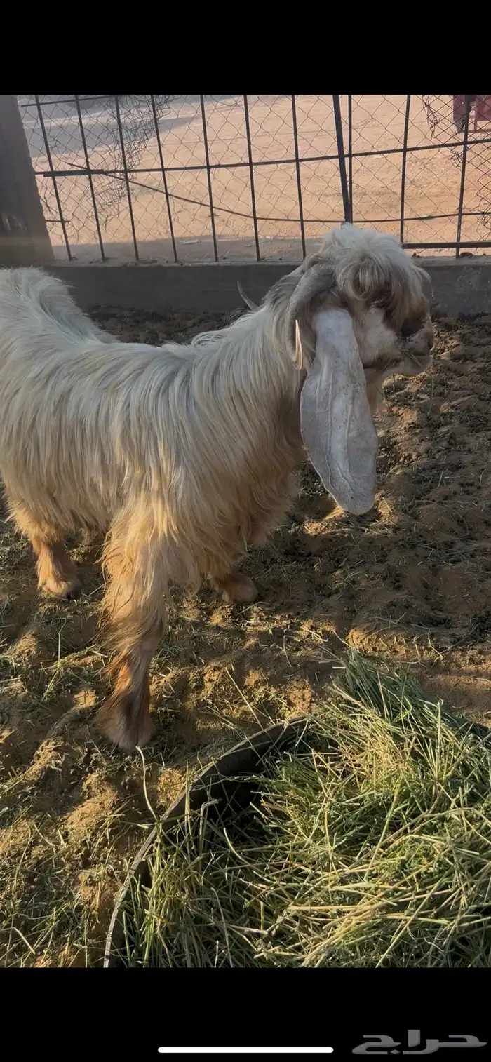 تيس عارضي اصفر 3