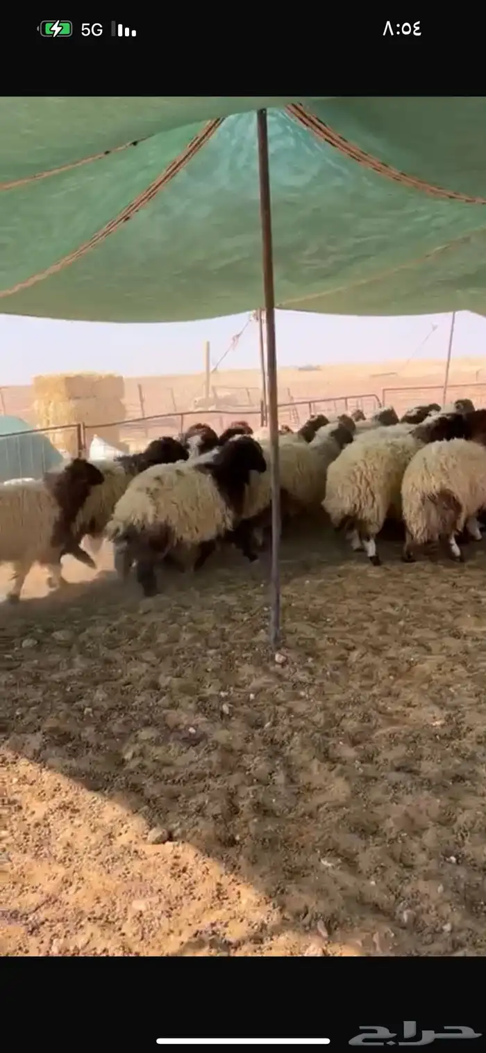 سوق الجربوع الاغنام غرب الرياض 3