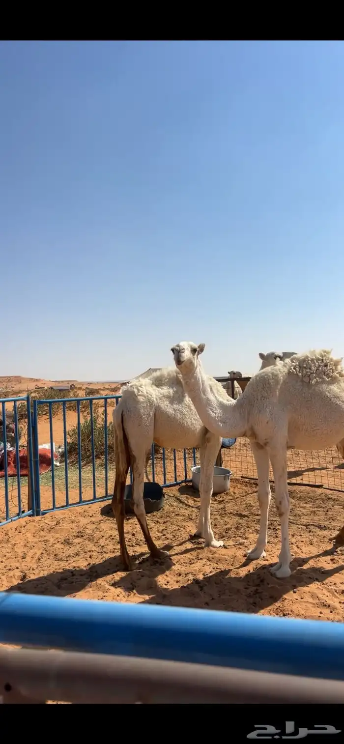 للبيع بكرتين حقايق طيبات 1