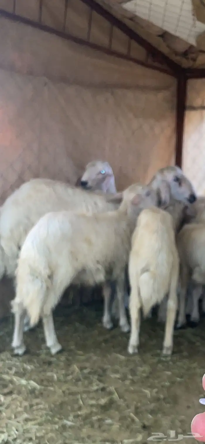 خرفان كفو ثلاجه وكرامه فلل 0