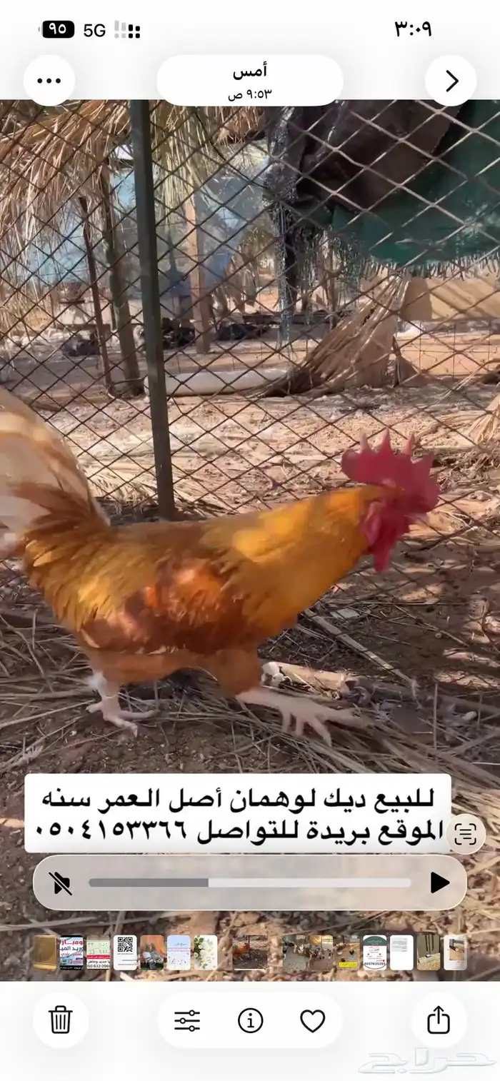 للبيع دجاج مشكل 1