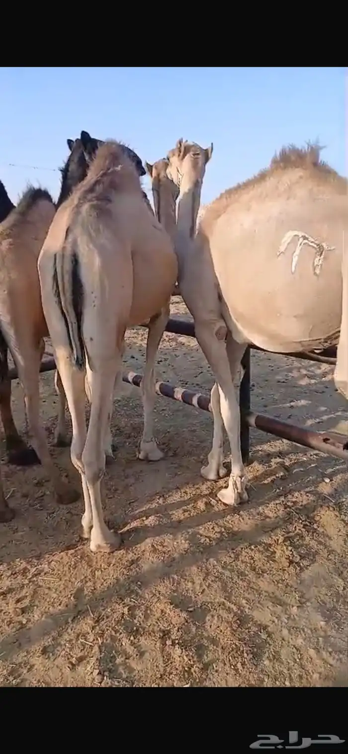 قعدان مستورد مرابي 4