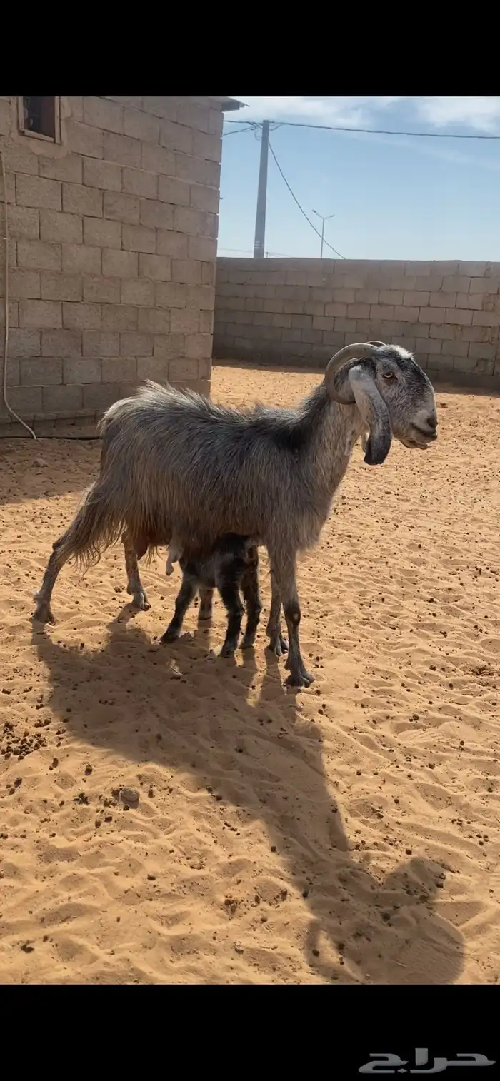 عنز شامية معها جفرة 1