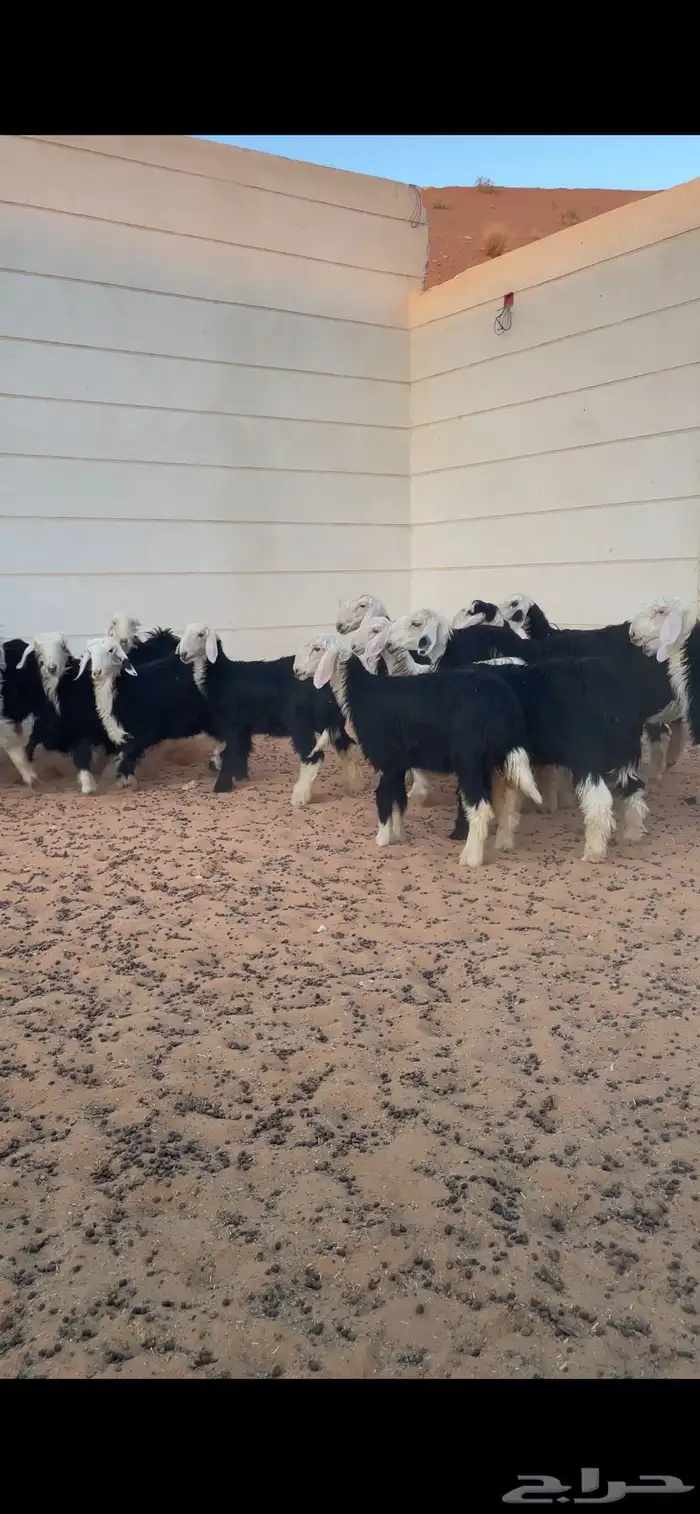 رخال نجد فاخره 1