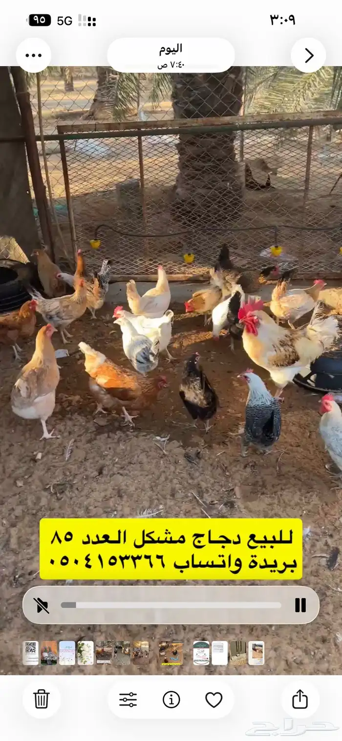 للبيع دجاج مشكل 9