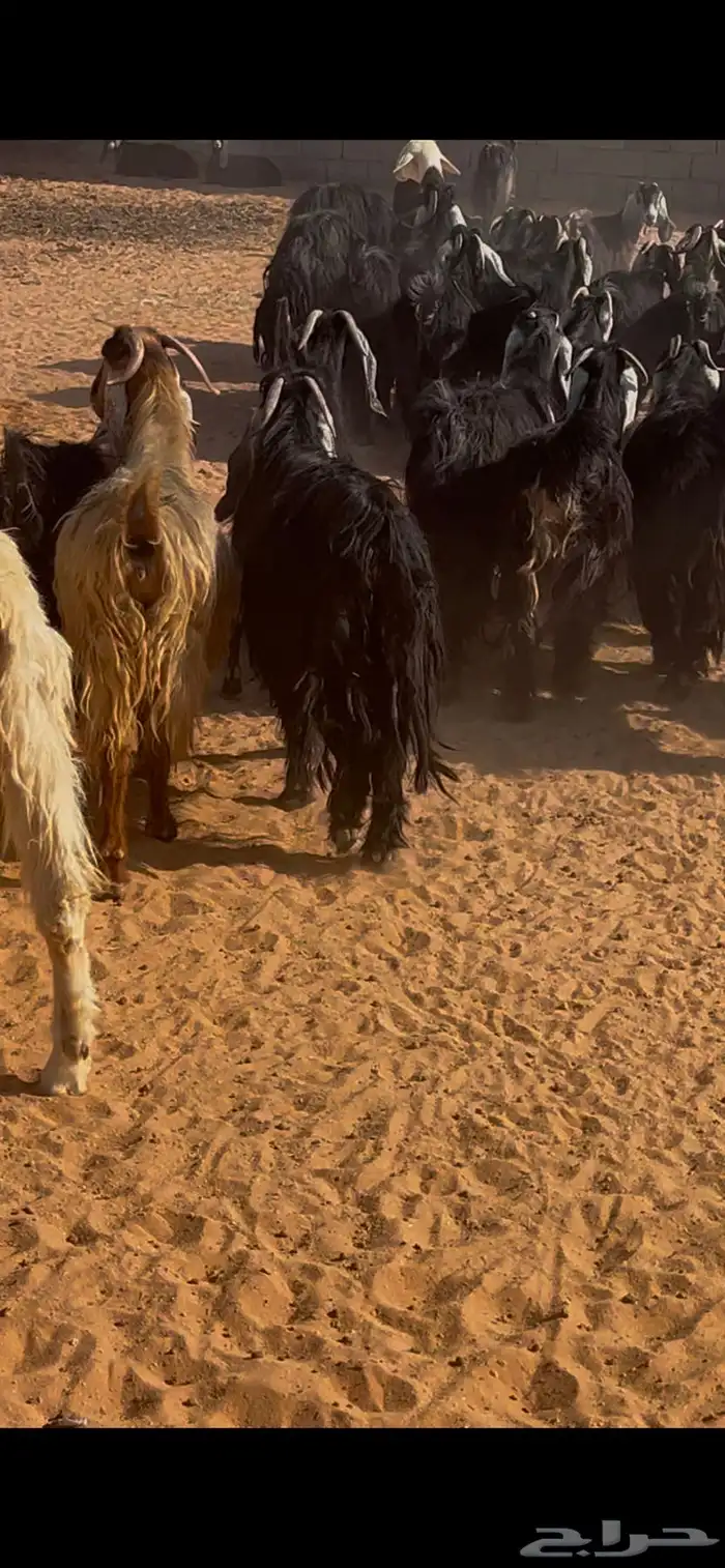 معزاء عوارض مضاريع وبهن دفيع عدد 36 مراح بذن الله يتومن 0