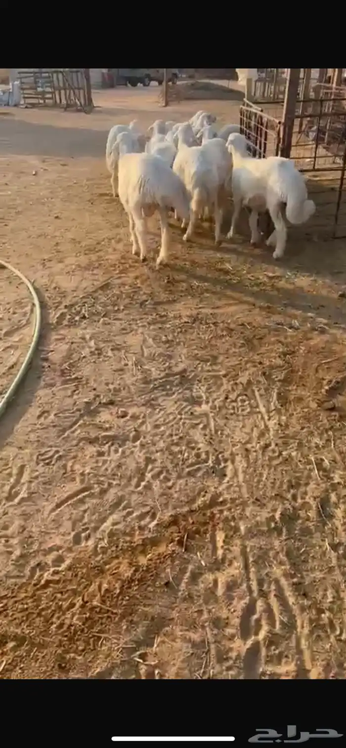 بهم عمره 7شهور حلال نظيف مشروط 3