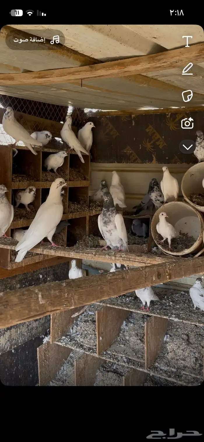 حمام بكستاني بلدي 2