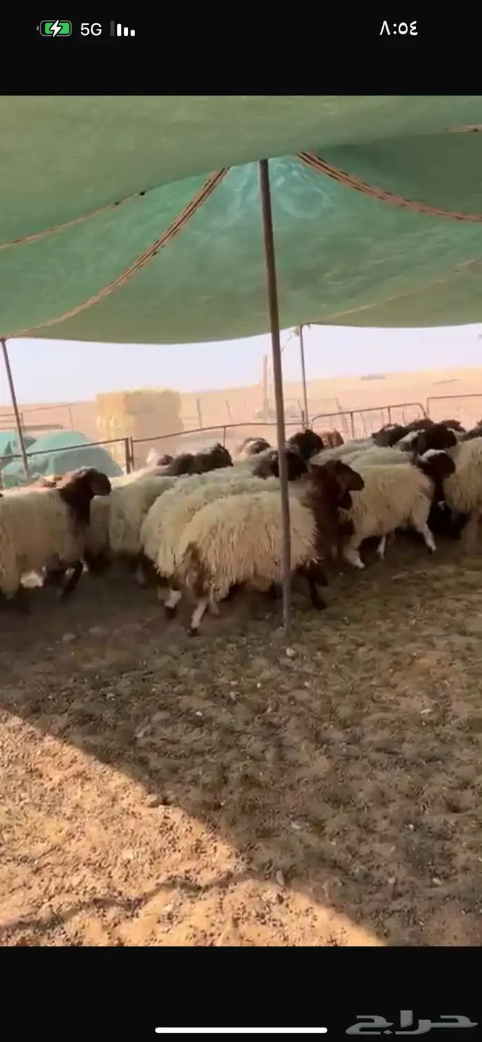 سوق الجربوع الاغنام غرب الرياض 2