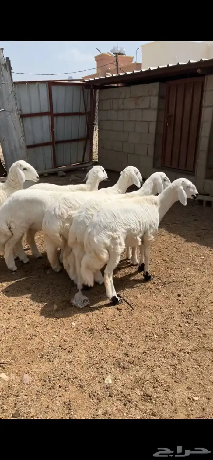 رخال صنففف تم البيع 0