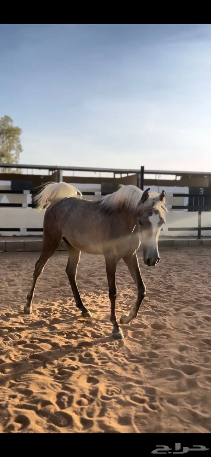 مهره شيخه للبيع 2