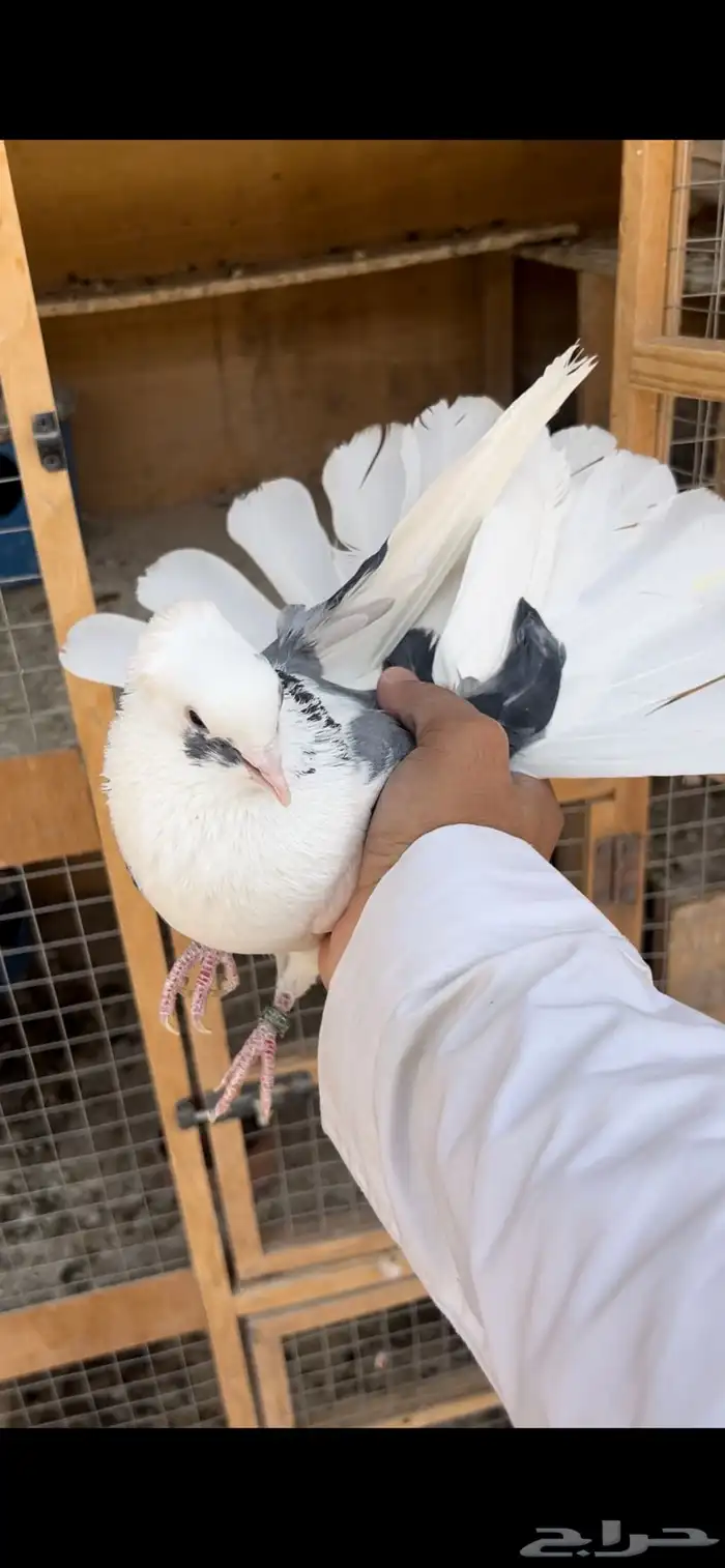 حمام قطيفي للبيع 0