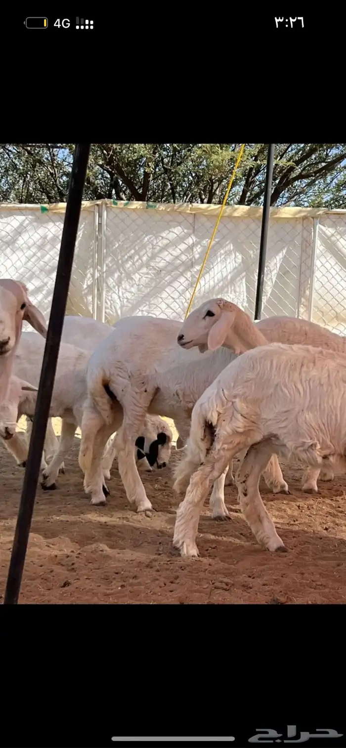 رخال صنف تم البيع 6