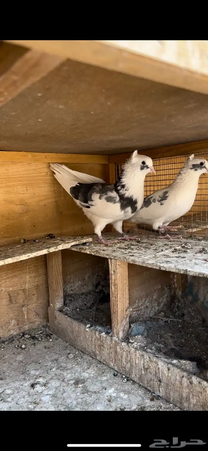 حمام قطيفي للبيع 5