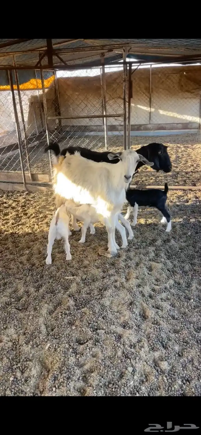 معزا متابيع 1