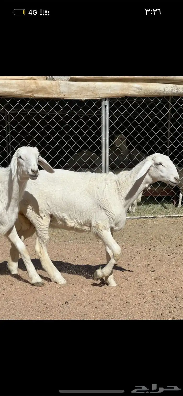 رخال صنف تم البيع 0