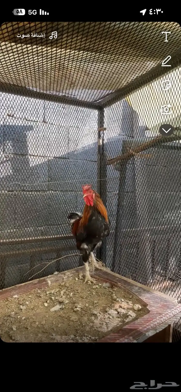 للبيع ديك عربي افرق شرط إضراب وا اذان وسليم من الامراض 2