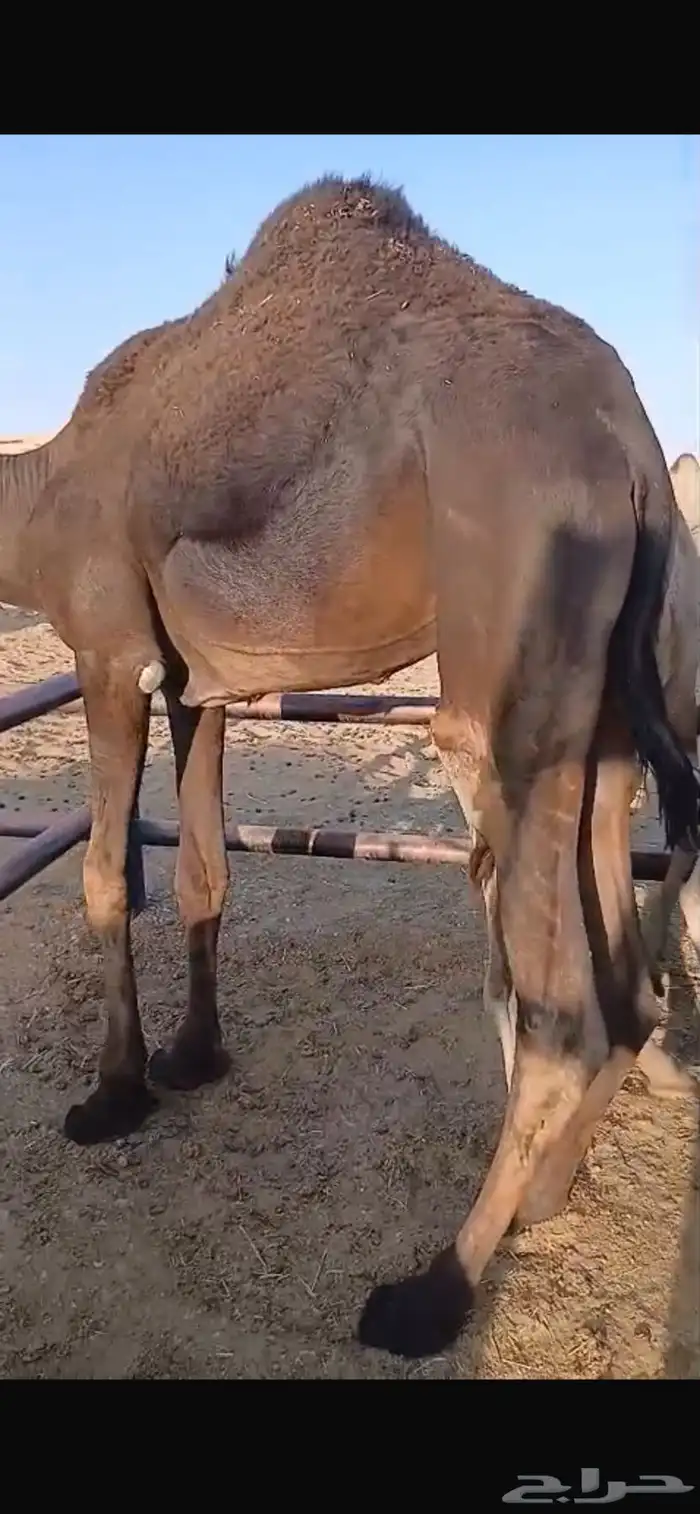 قعدان مستورد مرابي 0