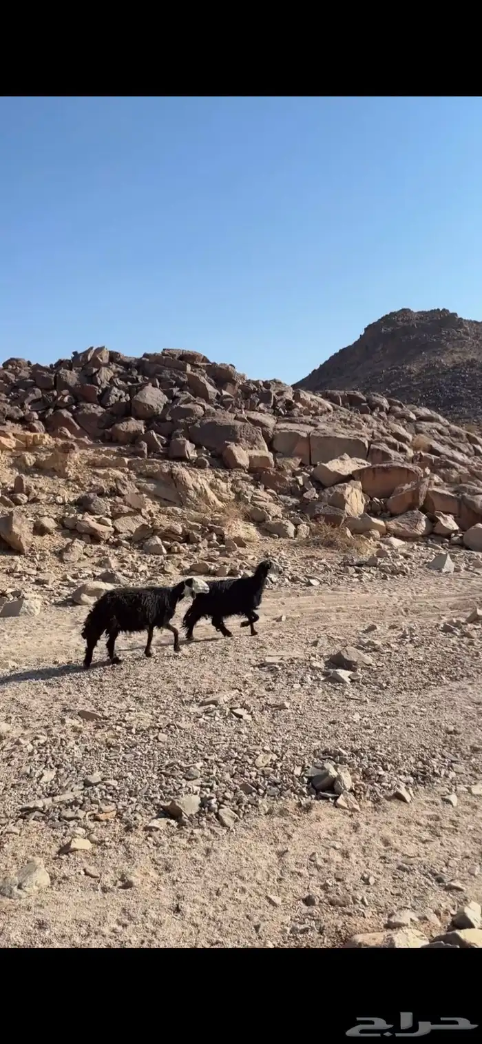 لبيع نعاج مادري عنهم حيال او عشار توي جبت الفحل معهم 1