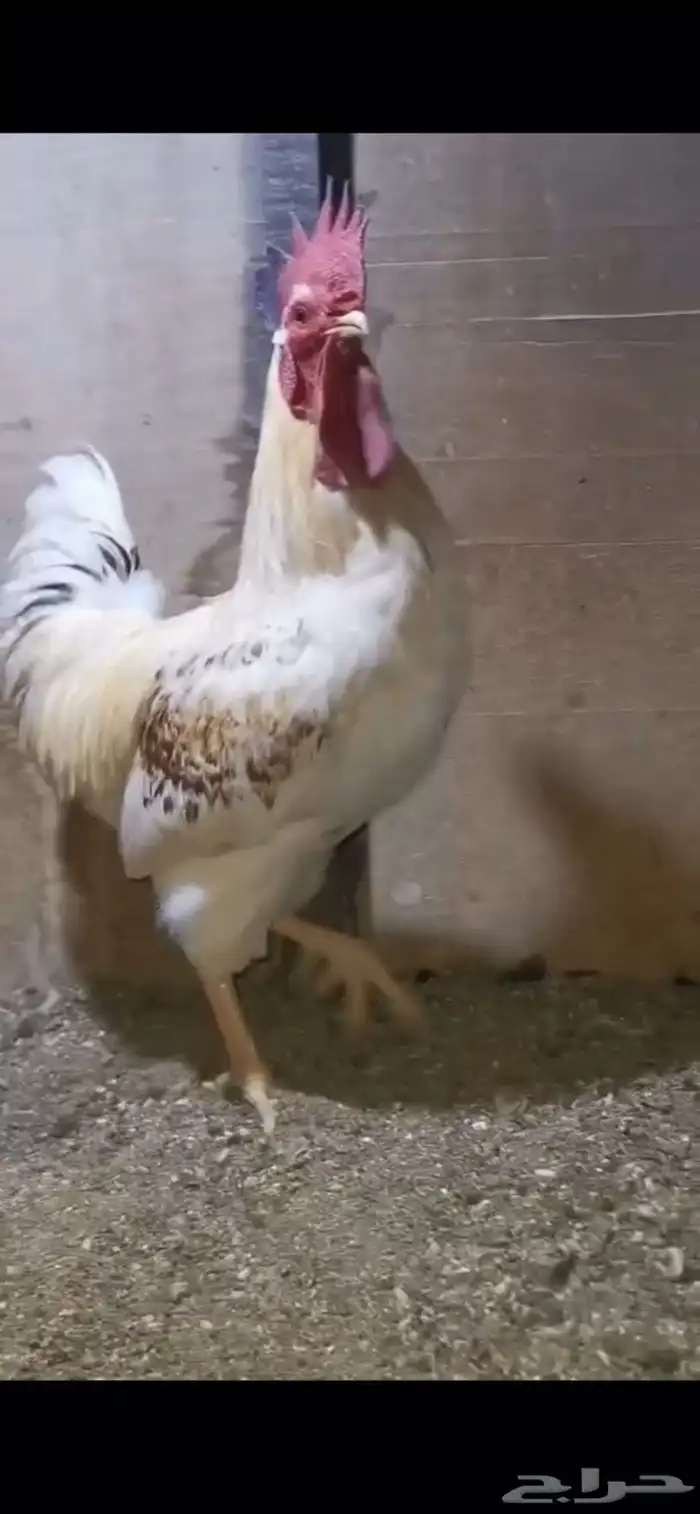 فحل لوهمان براون صحة ونظافة .. تم البيع 0