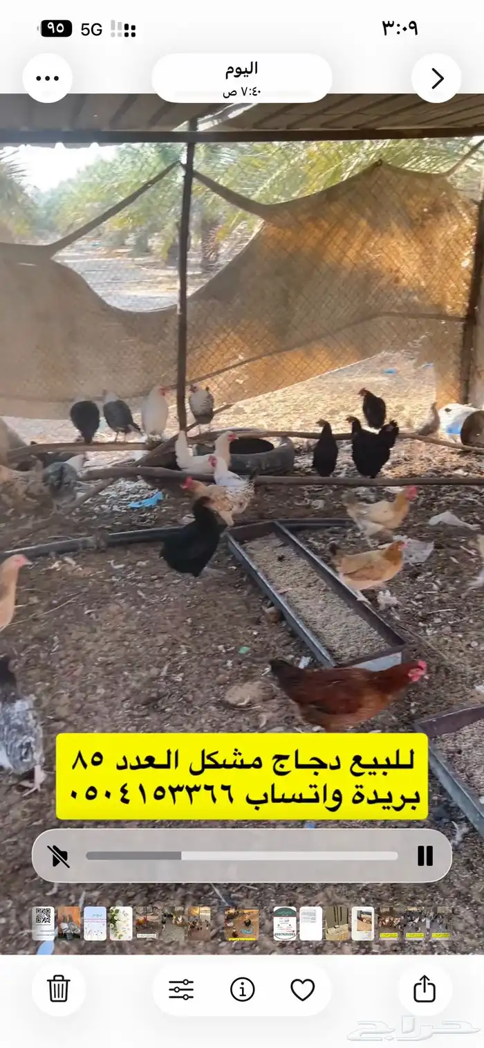 للبيع دجاج مشكل 4