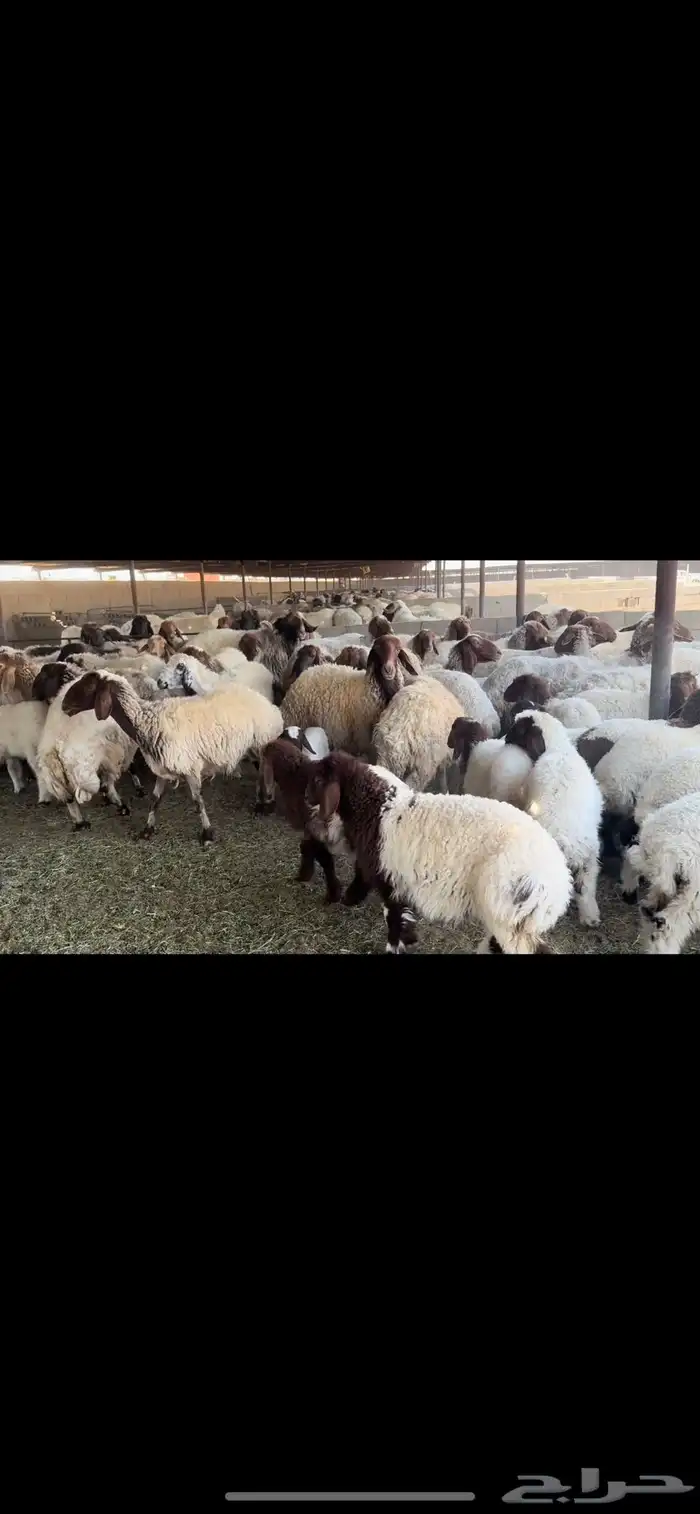 غنم نعيم مطافيل 1