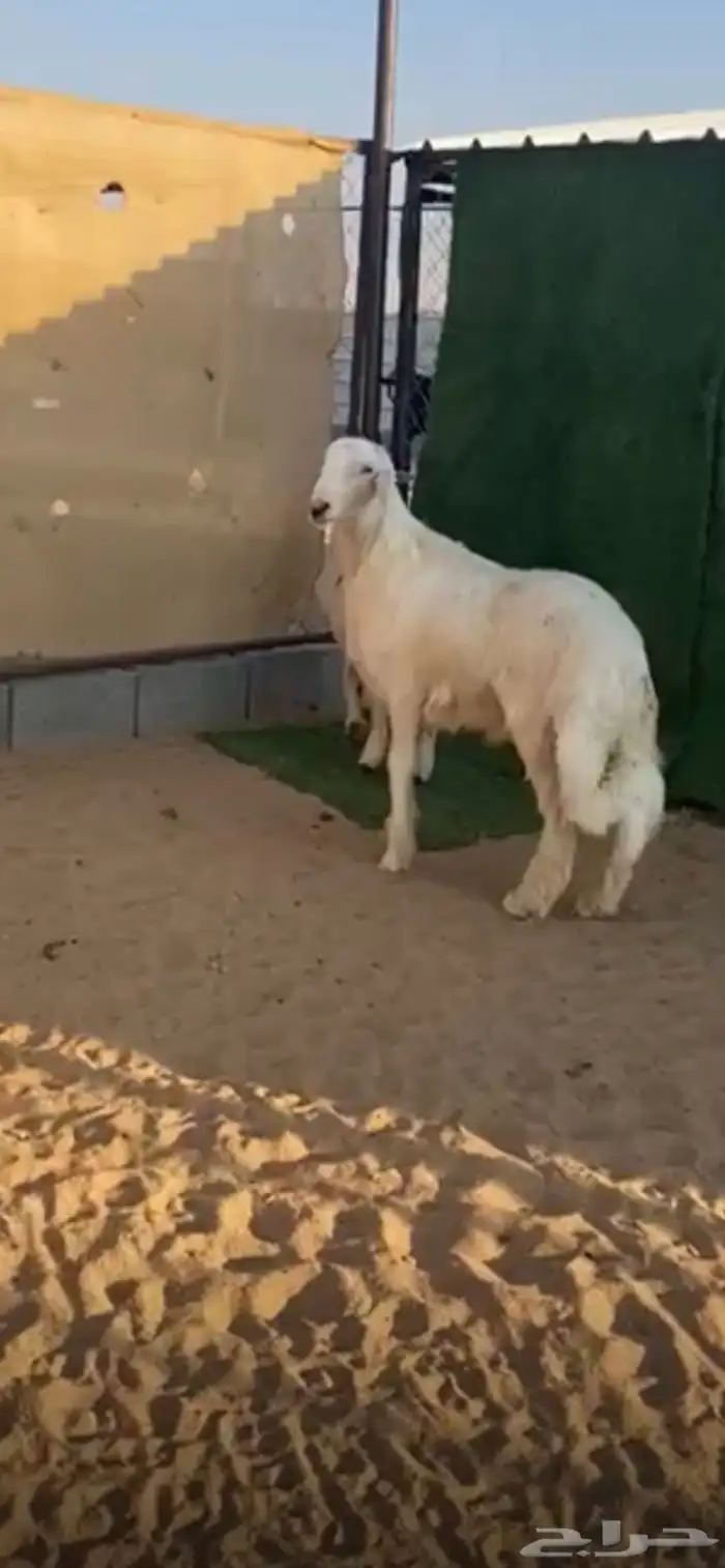 مشروع فحل اصفر العمر 4شهور ونص 0