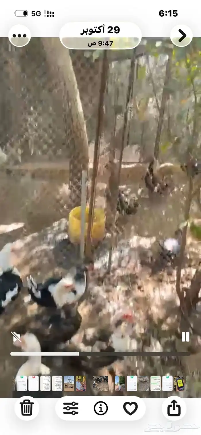 للبيع بط مسكوفي بح طيب 1